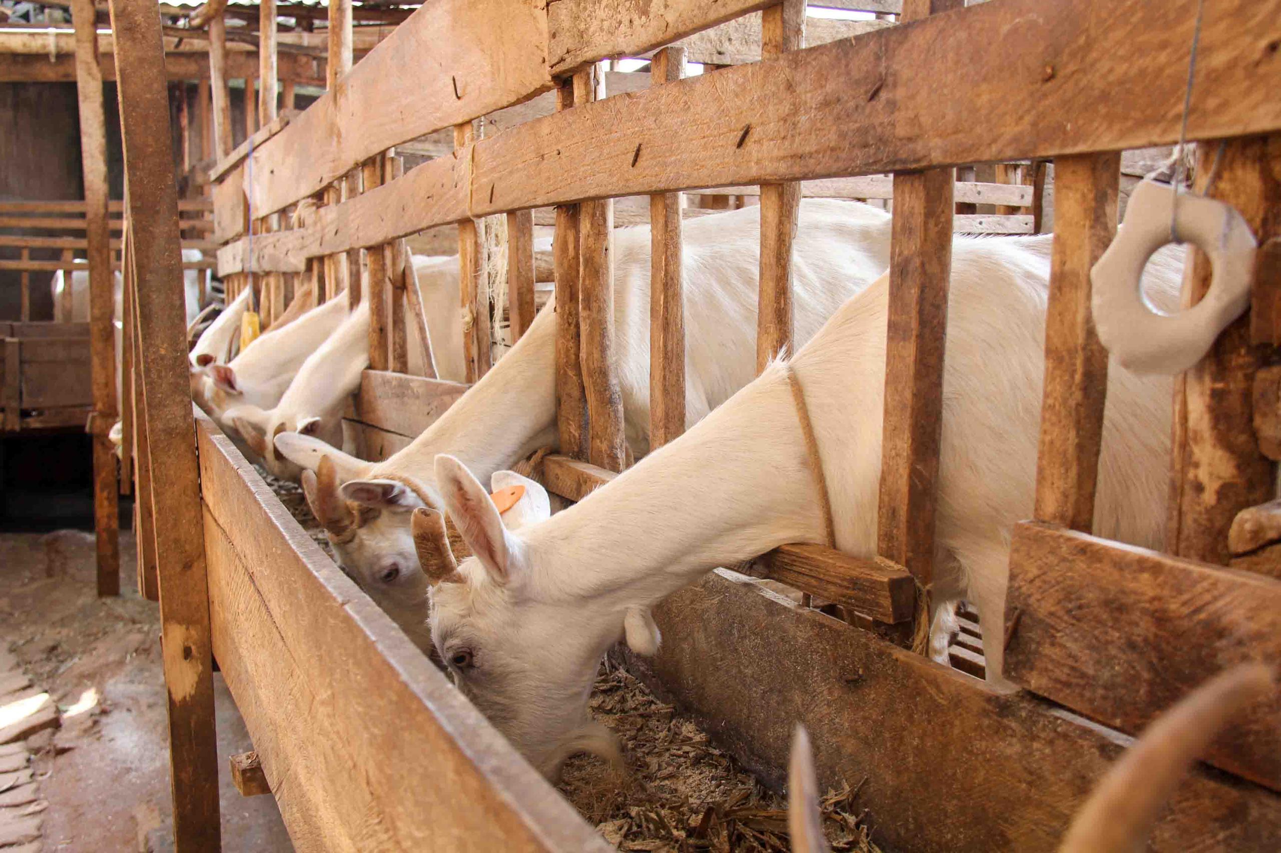 whatsapp image 2026 01 09 at 07.44.05 (2)