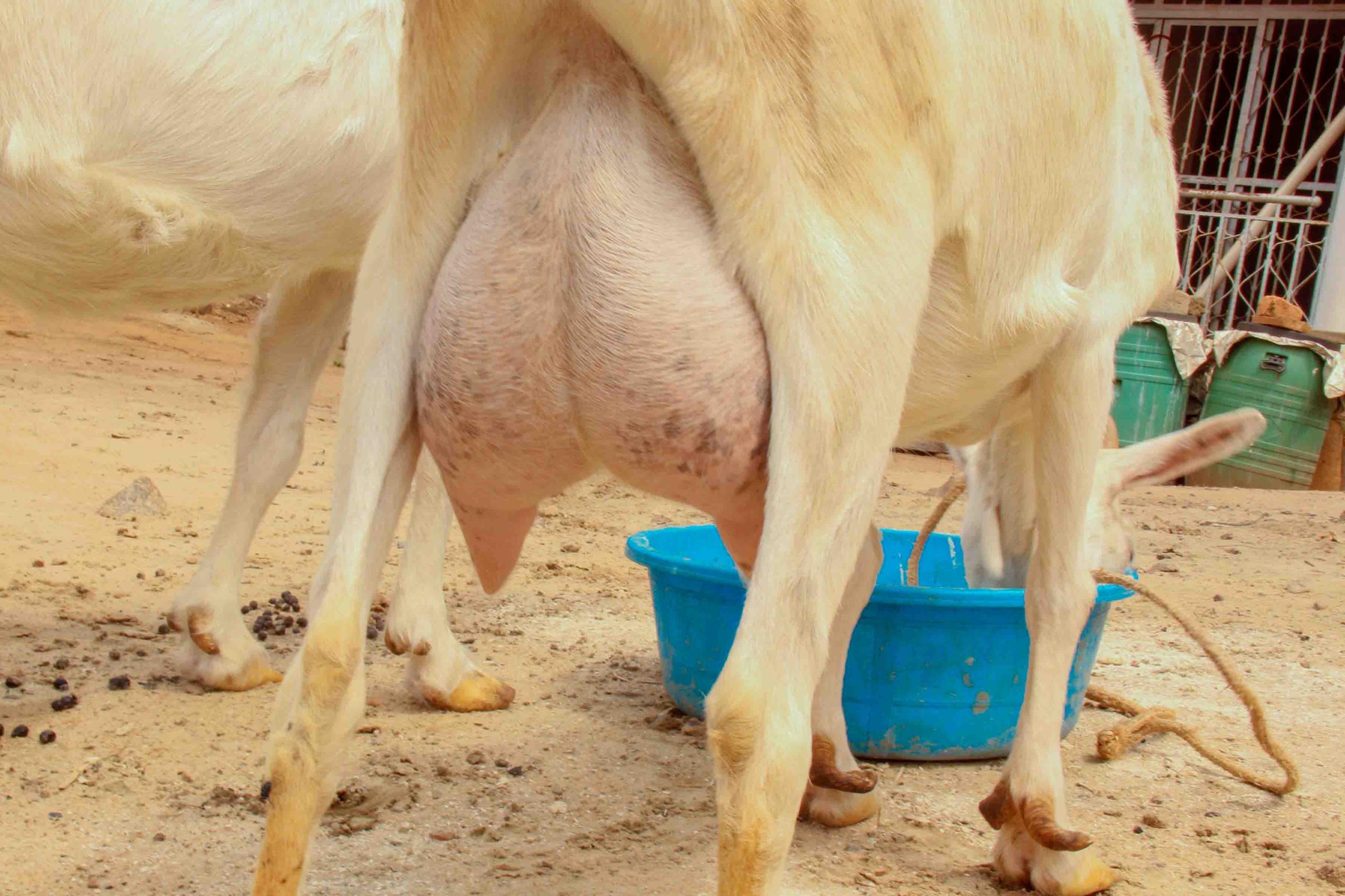 whatsapp image 2026 02 01 at 18.13.23 (1)