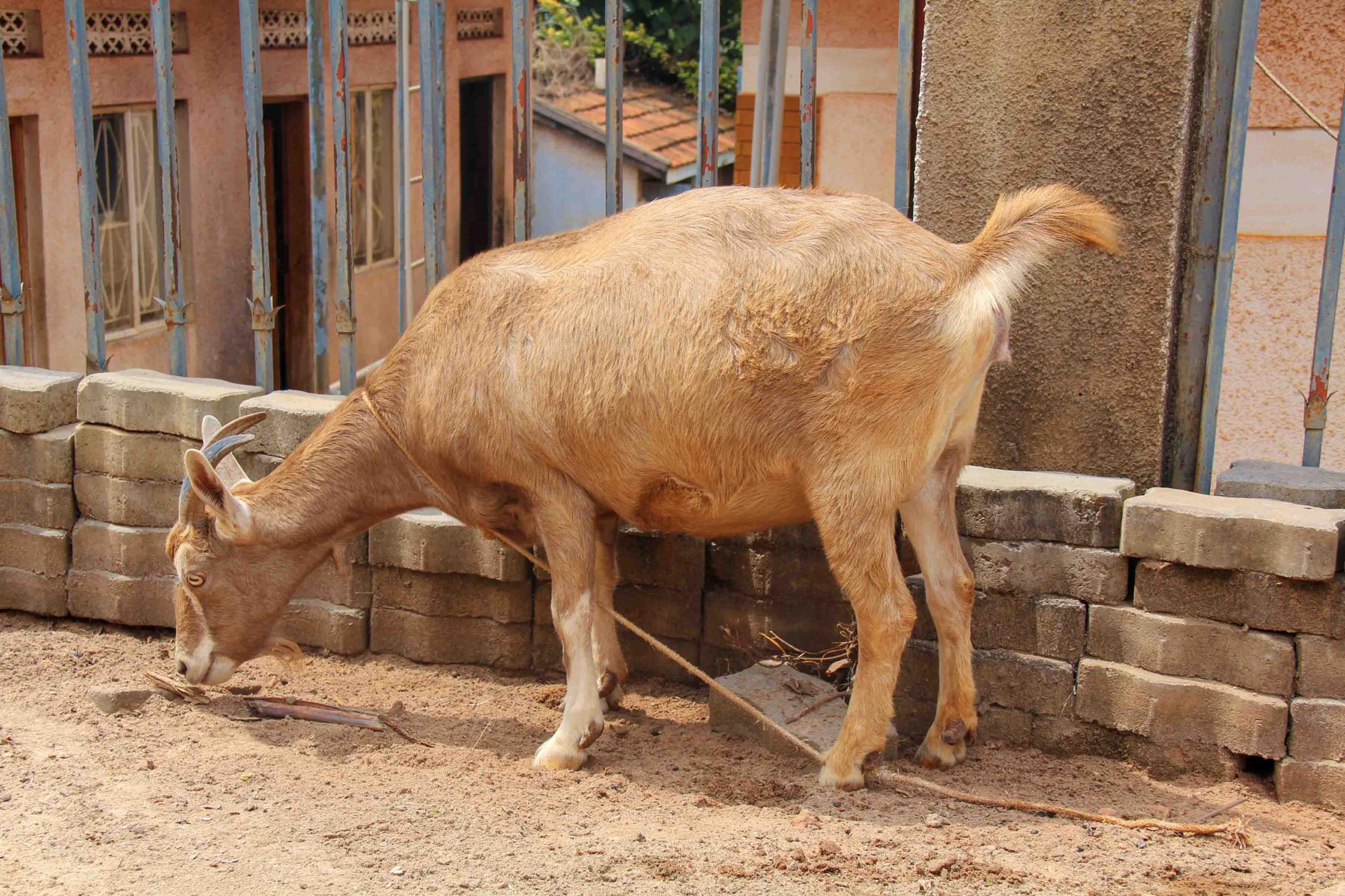 whatsapp image 2026 02 01 at 18.13.24